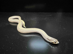 Medium Super Anaconda Western Hognose Snakes