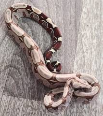 Baby Pokigron Suriname Red Tailed Boa Constrictors