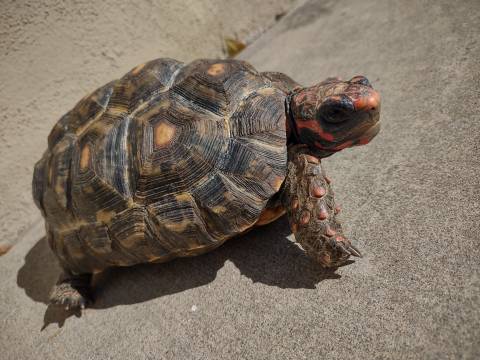 Sub Adult Cherryhead Red Foot Tortoises