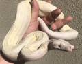 Moonglow Boa Constrictors