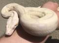 Moonglow Boa Constrictors