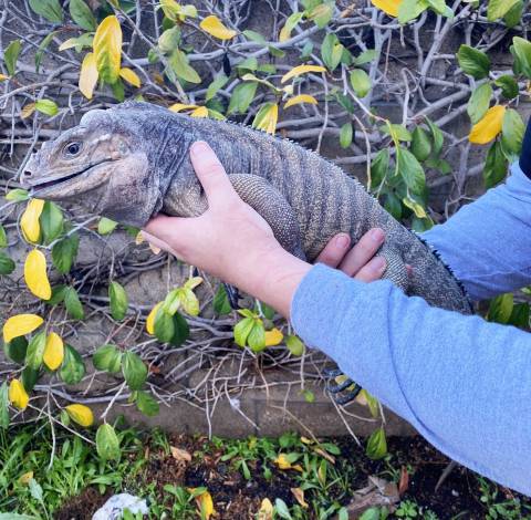 Female Rhino Iguana