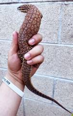 Adult Female Red Ackies Monitors