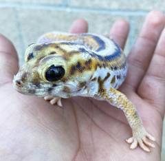 Persian Wonder Geckos