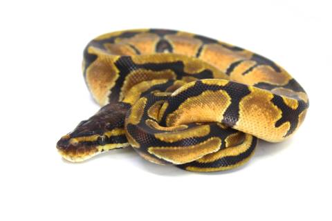 Baby Enchi Ball Pythons