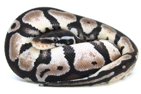 Baby TSK Axanthic Ball Pythons