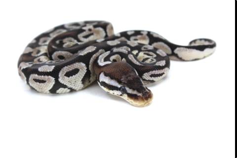 Baby VPI Pastel Axanthic Ball Pythons