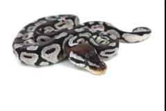 Baby VPI Pastel Axanthic Ball Pythons