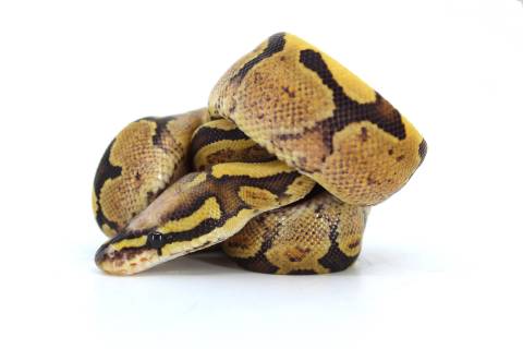 Baby Super Vanilla Ball Pythons