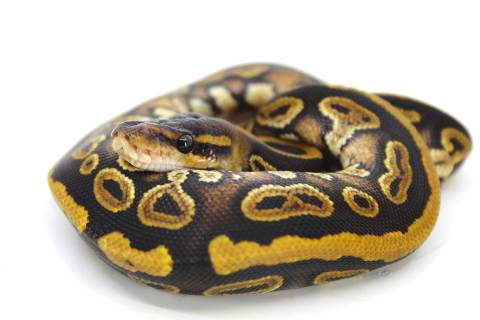 Baby Mahogany Ball Pythons