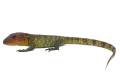 Baby Caiman Lizards