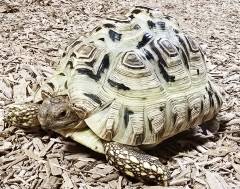 Female Blonde Leopard Tortoise