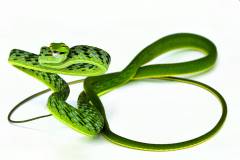 Asian Green Vine Snakes