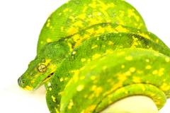 Medium Biak Green Tree Pythons