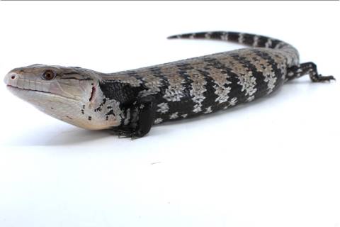 Adult Indonesian Blue Tongue Skinks