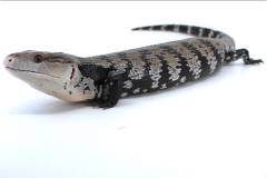 Adult Indonesian Blue Tongue Skinks