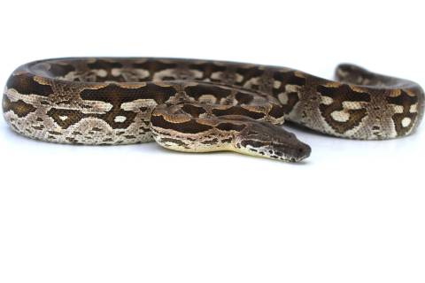 Medium Female Dumeril's Boa