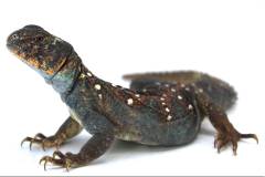 Ocellated Uromastyx