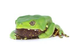 Giant Bicolor Tree Frogs