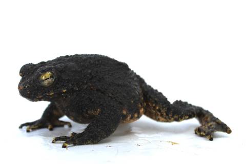 Giant Malaysian River Toads