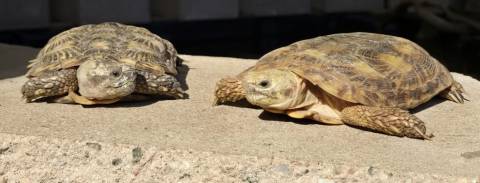 Adult Pancake Tortoise Pair