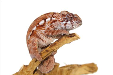 Female Nosy Baraja Panther Chameleon 1