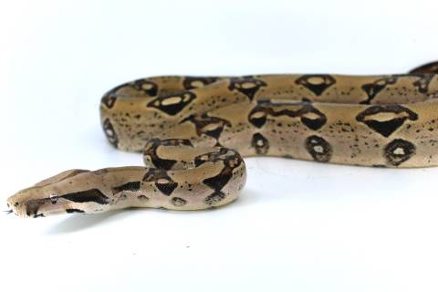 Sub Adult Anery Colombian Boas