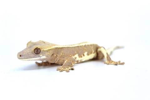 Baby Lilly White Crested Geckos