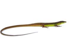 Long Tailed Grass Lizards