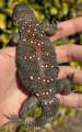 Ocellated Uromastyx