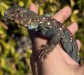 Ocellated Uromastyx