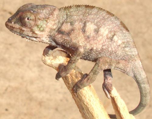 baby male panther chameleon