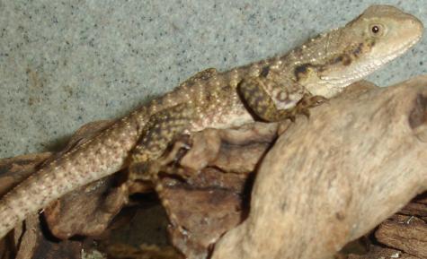 Small Australian Water Dragons for sale