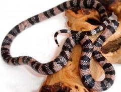 Sub Adult Anery Honduran Milksnakes