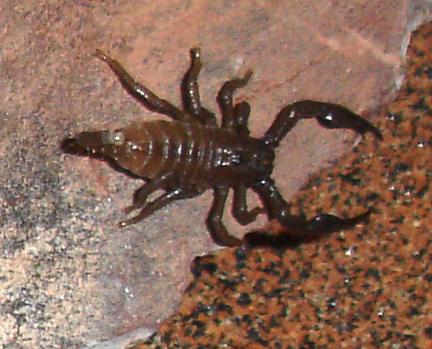 emperor scorpion babies