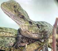 Baby Australian Water Dragons