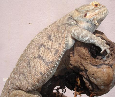 Adult Female Leatherback Bearded Dragons for sale