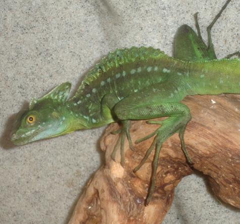 Sub Adult Green Basilisks w/regrown or kinked tails for sale