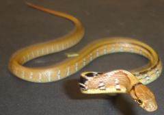 Baby Radiated Ratsnakes