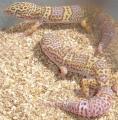 Adult Female Bell Albino Leopard Geckos