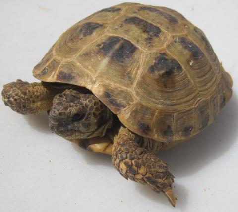 female russian tortoise for sale
