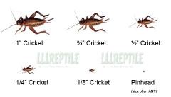 Live Crickets