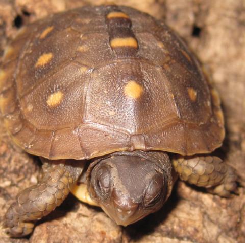 Baby Three Toed Box Turtles for sale