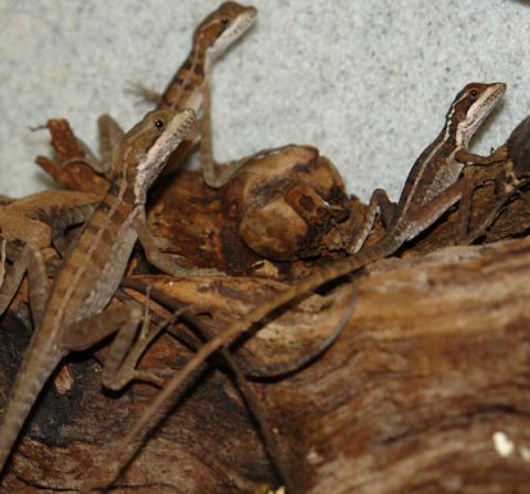 Baby Brown Basilisks