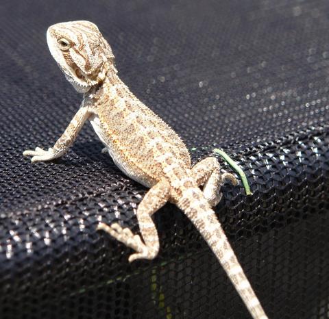 Bearded Dragon Baby Pictures