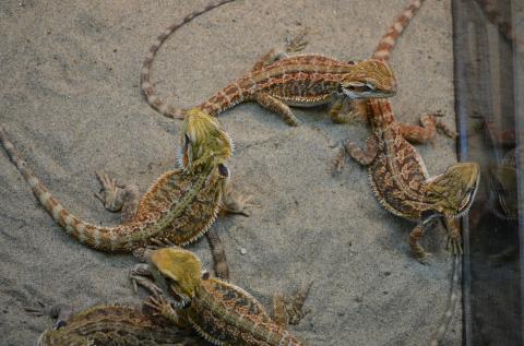 Medium "Fancy" Bearded Dragons