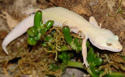 Sub Adult Leucistic Leopard Geckos For Sale