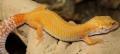 Adult Female Tremper Sunglow Leopard Geckos