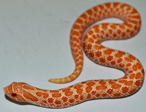 albino western hognose snake