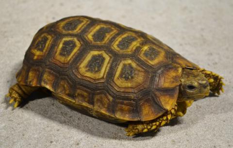 Speke's Hinge-back Tortoises for sale